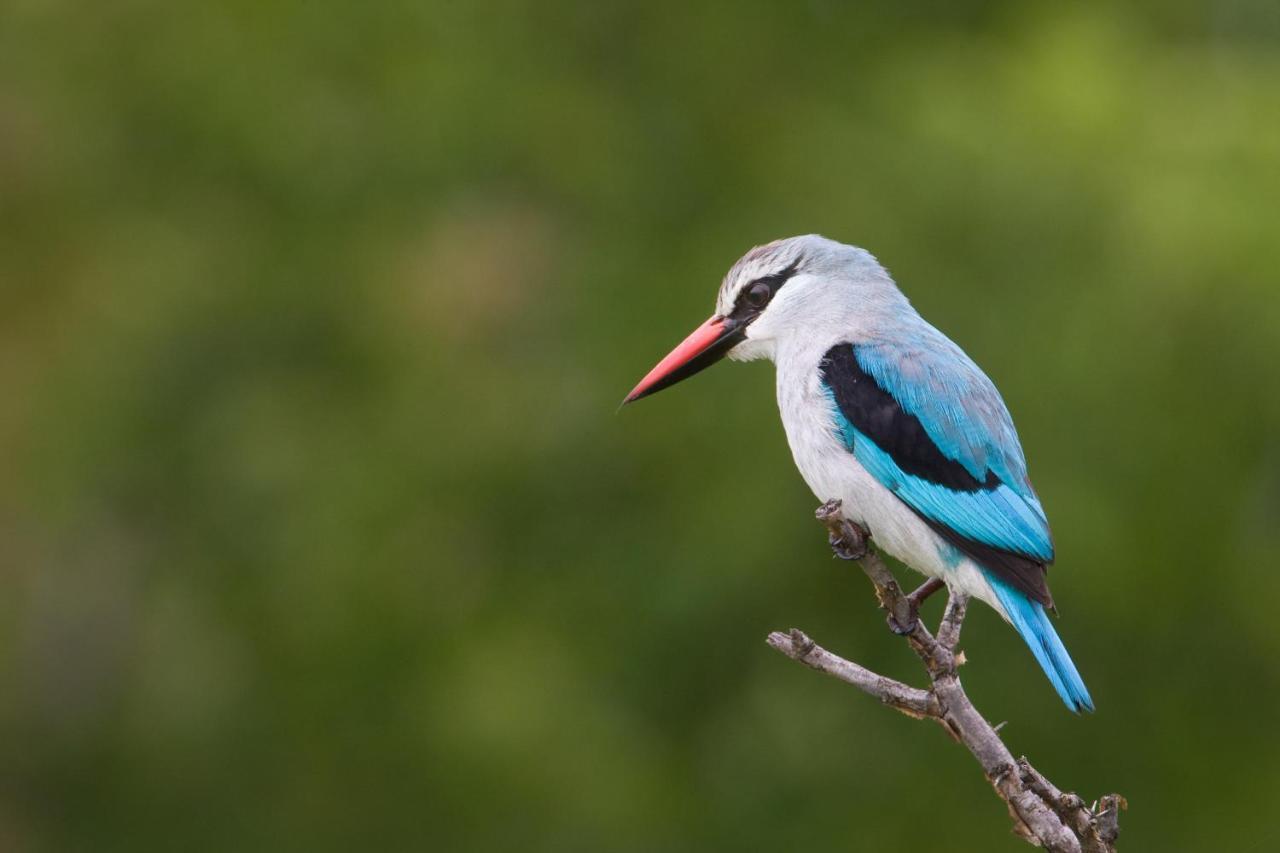 Vila Twiga Travel Hoedspruit Exteriér fotografie