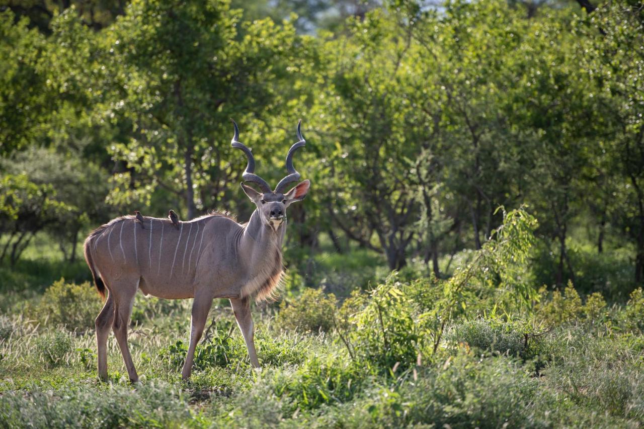 Vila Twiga Travel Hoedspruit Exteriér fotografie
